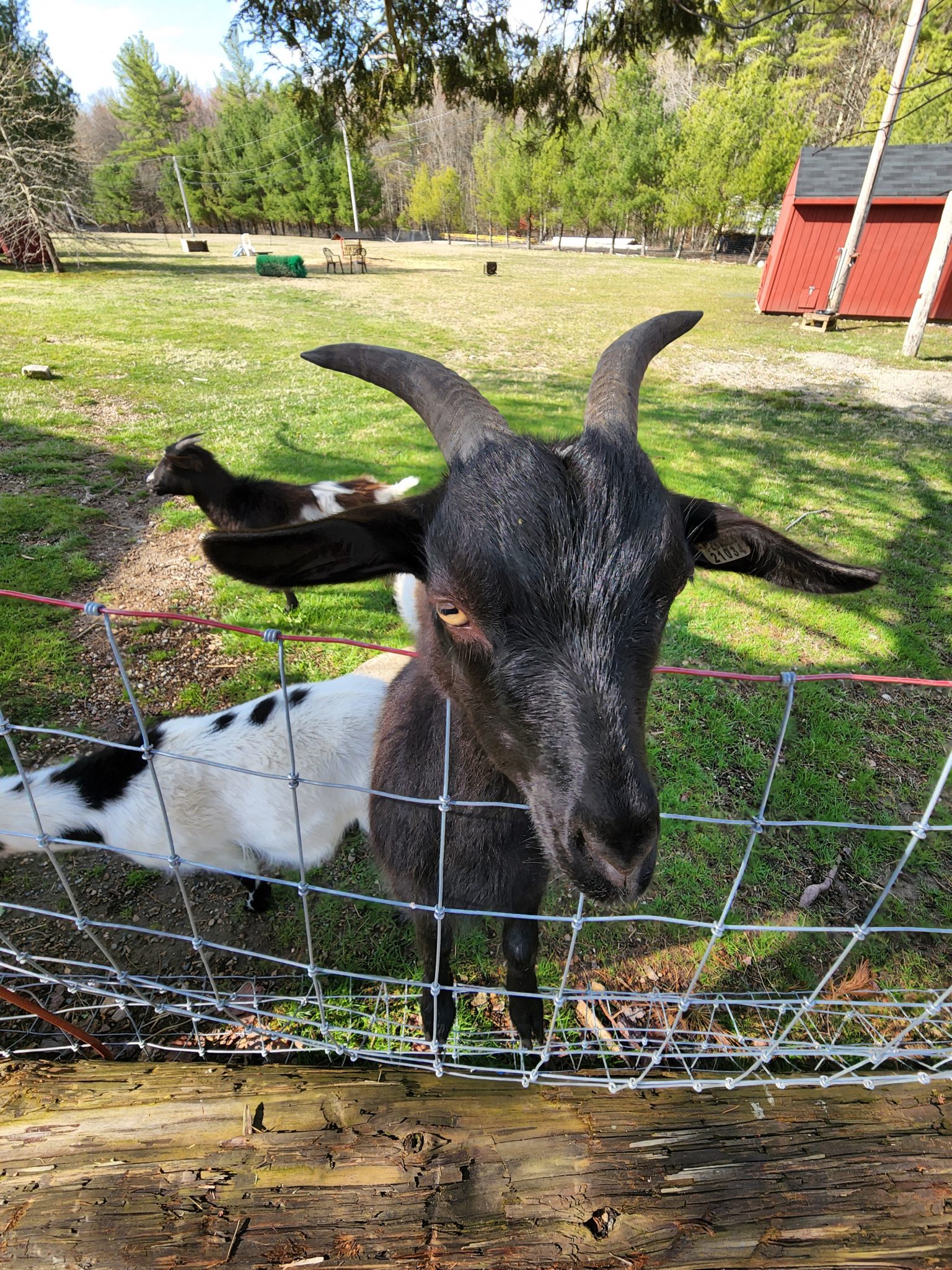 Camp Petting Zoo - Camping in Rhode Island